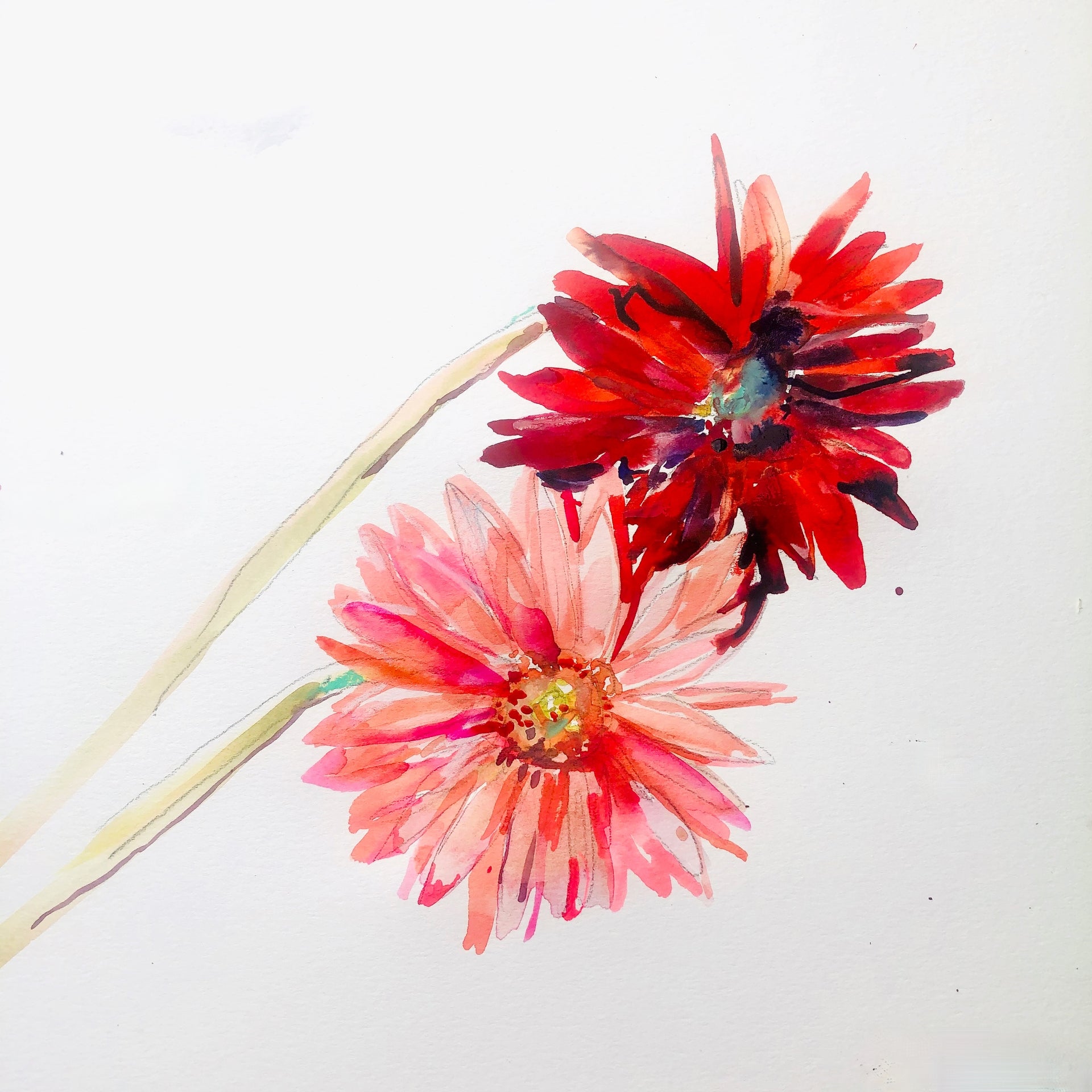 Two Daisies Print